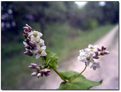Flowers of Buckwheat