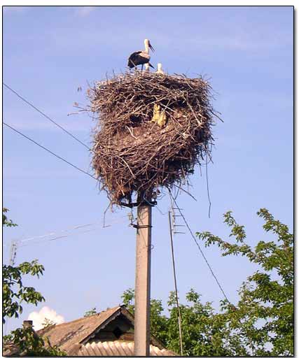 Stork in the Nest