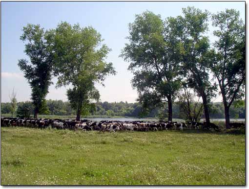 Herd of Cows Passing by 1