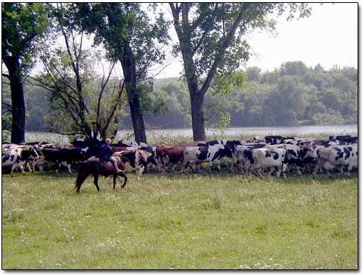 Herd of Cows Passing by 2