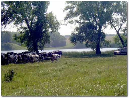 Herd of Cows Passing by 3