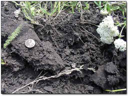 Roman Coin Found