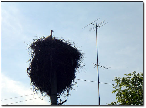 Stork in the Nest