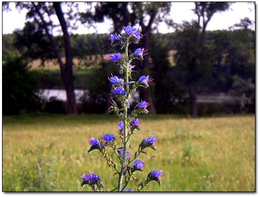 Wild Flower