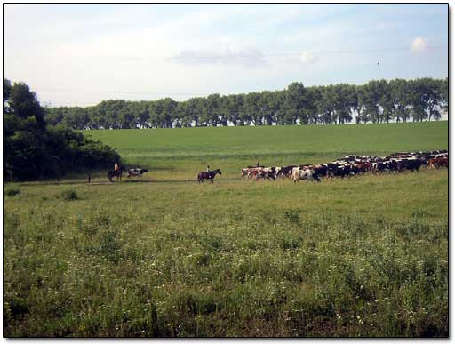 A Herd of Cows