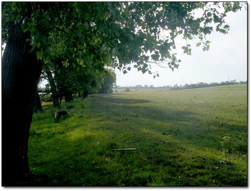 pleasant Tree Shade