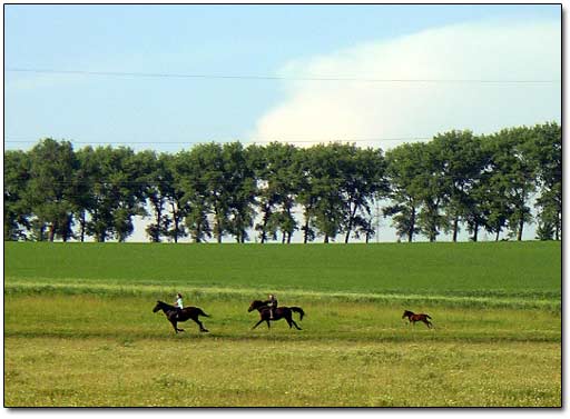 Local Boys Riding Horses