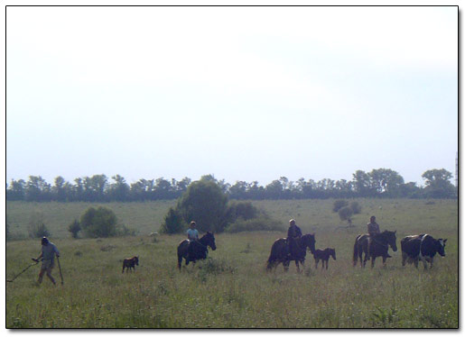 Boys Returning the Cow to Village