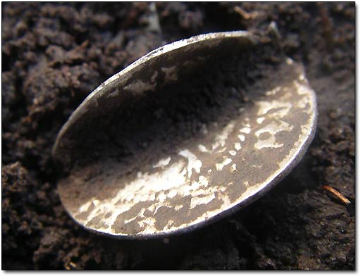 Silver Coin Bent by Shovel 2