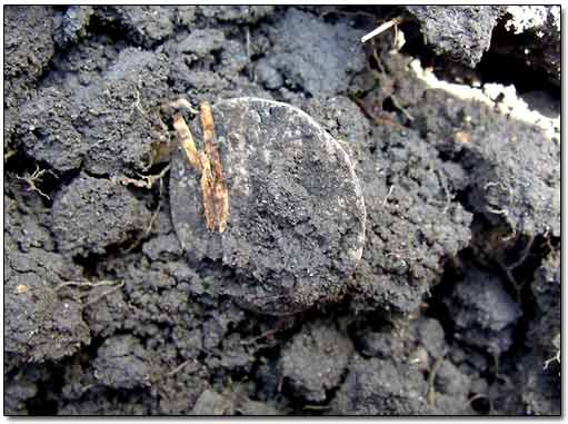 Silver Coin Found