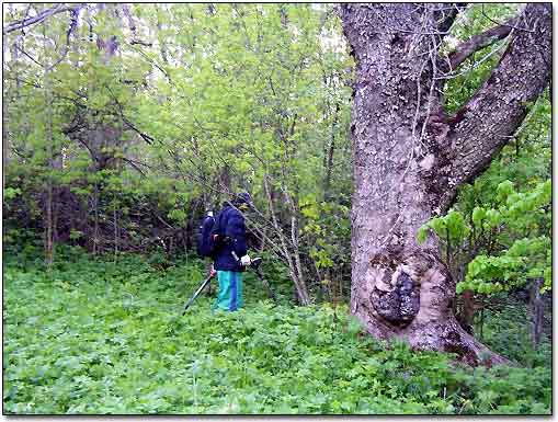 Detecting Around Old Tree