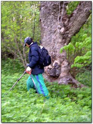 Detecting Around Old Tree