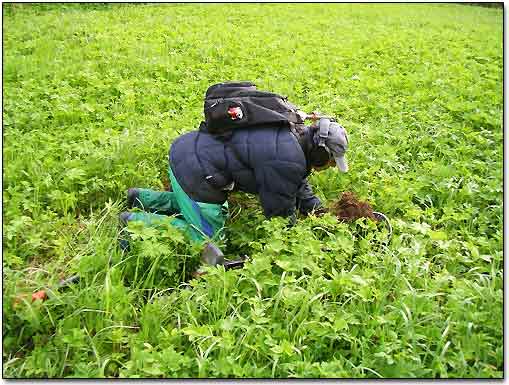 Looking For A Target in Dirt