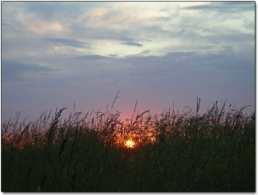 Sunrays Through Grass