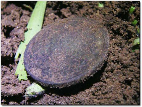 Old Coin in Dirt