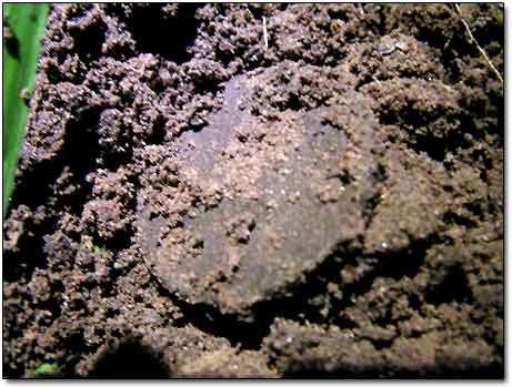 Old Coin in Dirt