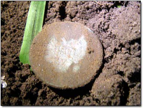 Old Coin in Dirt