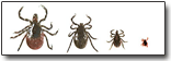Deer Tick Stages
