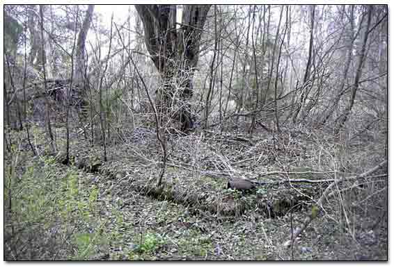 Corner Of Old Foundation
