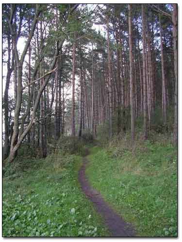 A Path Along Seashore