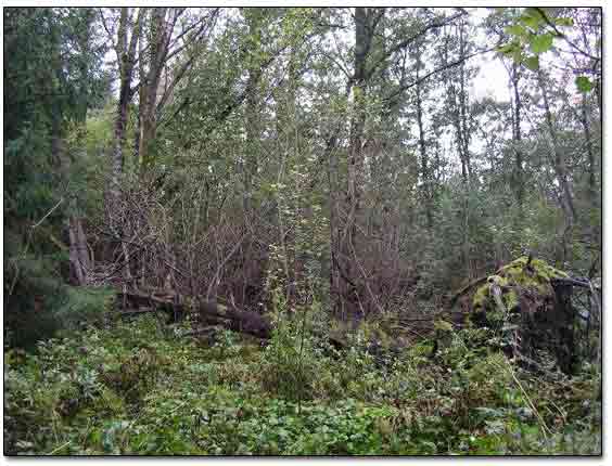 Dense Jungle Forest