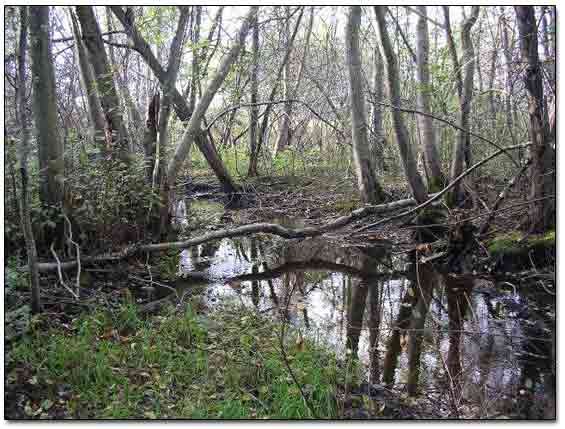 Creek Nearby
