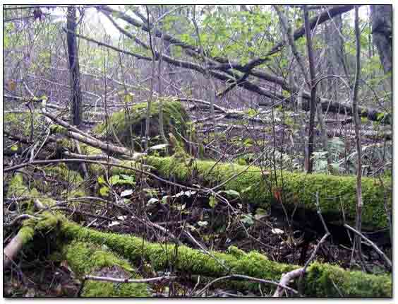 fell Trees