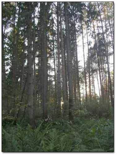 Dawn in the Pine Forest