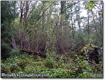 Dense Jungle Forest