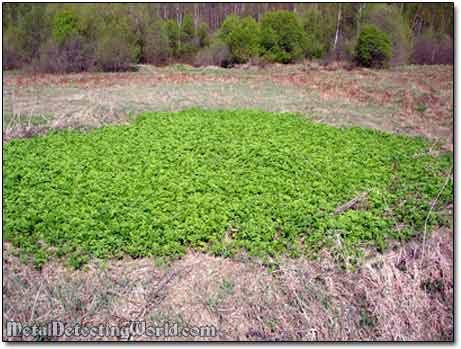 Vegetation Spot Reveals the House Location