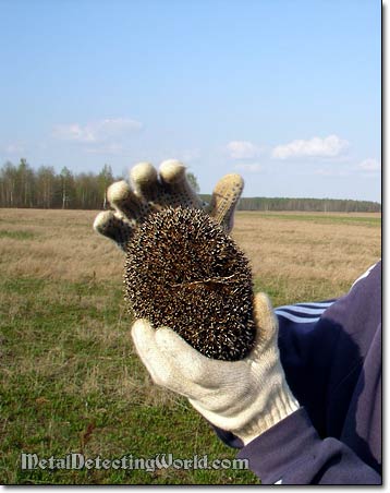 A Hedgehog Stopped By