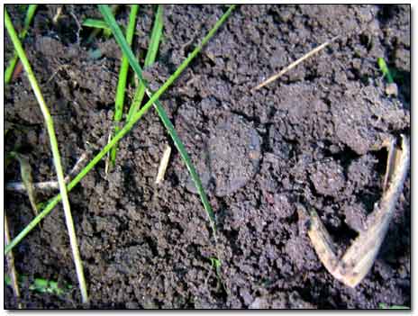 Coin in Dirt