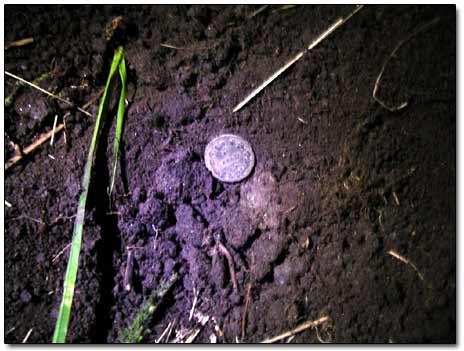 Dug Coin on the Hole's Bottom