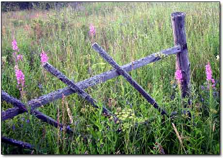 Wood Fence Remains