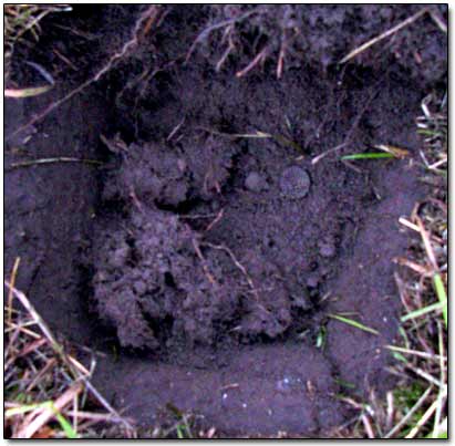 Dug Coin in Deep Hole