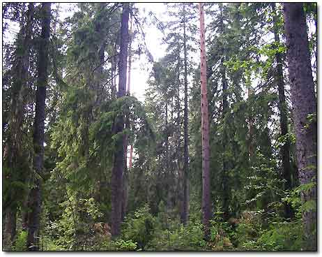 Karelian Forest