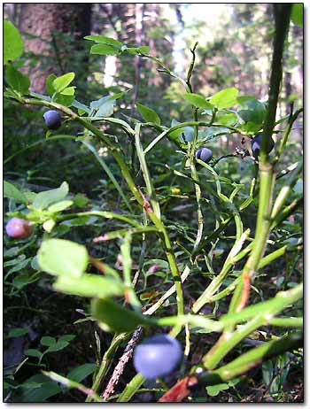 Wild Blueberries