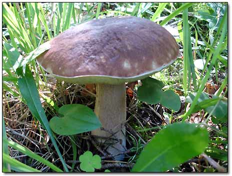Brown-Cup Boletus Mushroom