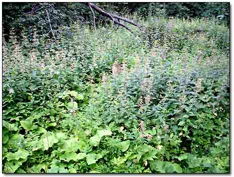 Stinging-Nettle Bushes