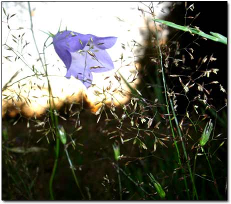 Karelian Wild Flower