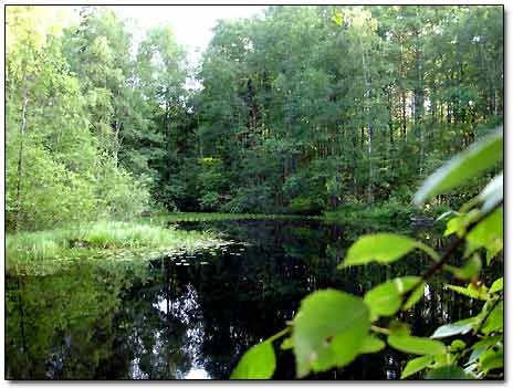 One of the Hundreds Small Lake-Filled Hollows