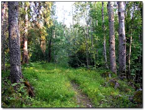 Trail in the Forest