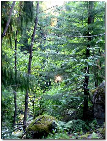 Impenetrable Karelian Forest