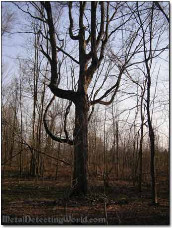 Big Tree in the Woods