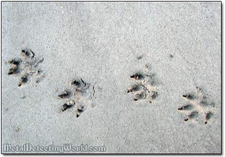 Animal Tracks on Sand
