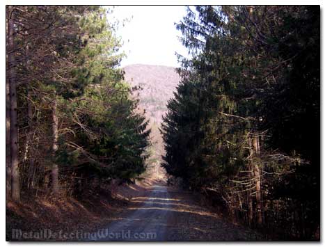 Driving Through State Forest