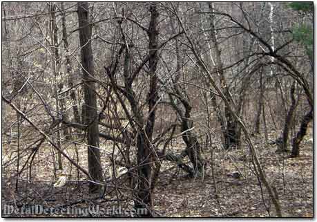 Old Apple Orchard