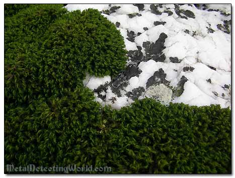 Green Moss on White Quartz