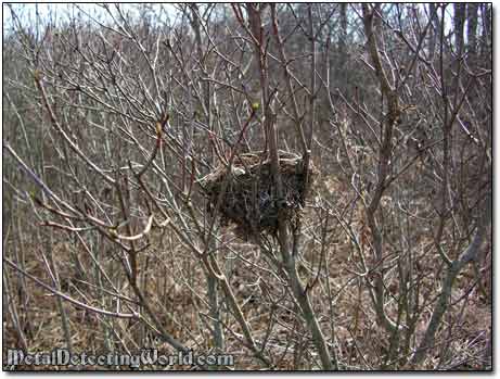 Bird's Nest