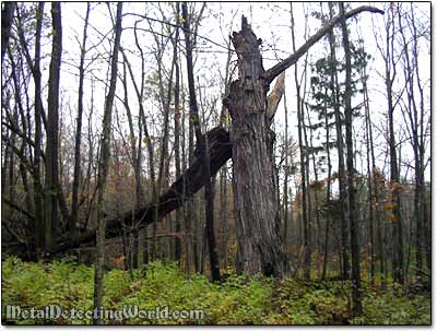 Large Tree Remains